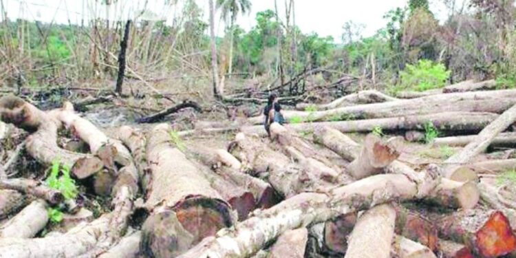 Parlamento europeo ratificó postergación del Reglamento sobre deforestación por un año