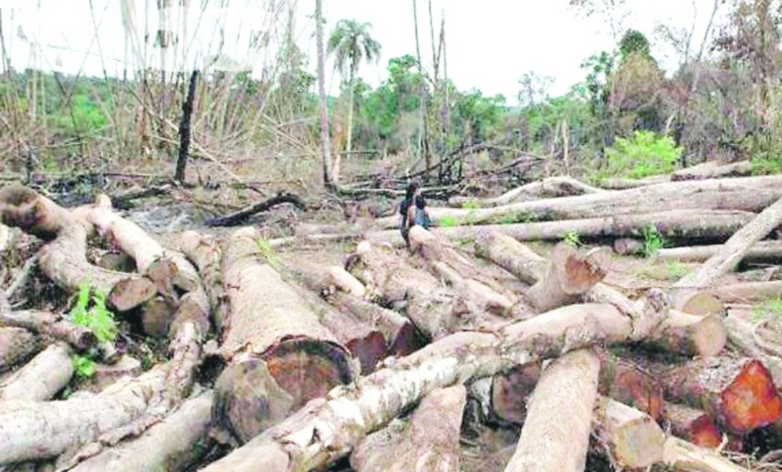 Parlamento europeo ratificó postergación del Reglamento sobre deforestación por un año