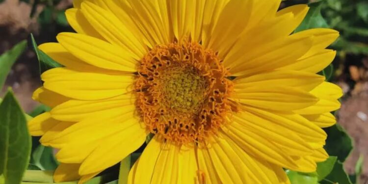 El girasol perenne, un cultivo que promete revolucionar la alimentación animal