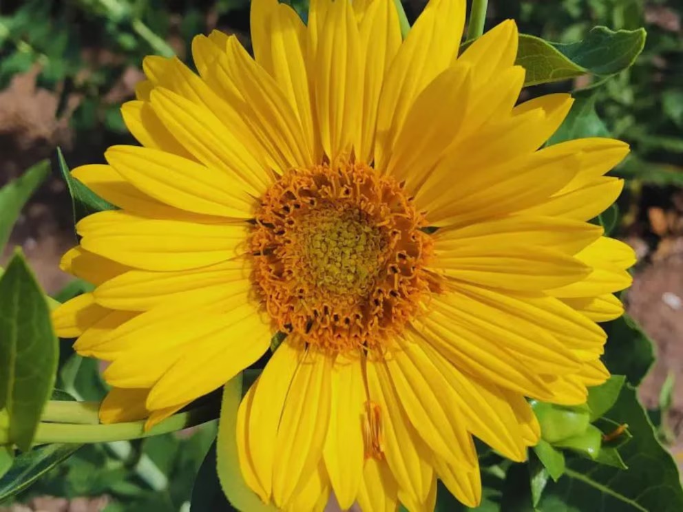 El girasol perenne, un cultivo que promete revolucionar la alimentación animal