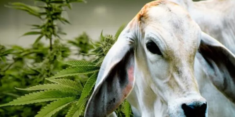 Innovación en Brasil: cannabis como terapia para animales de producción