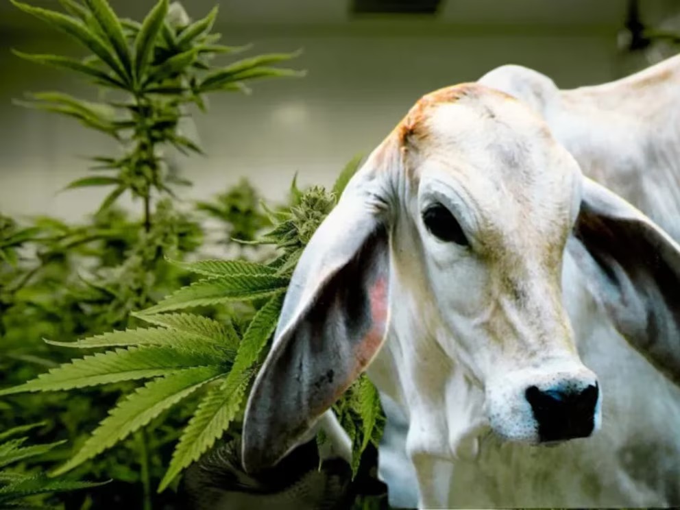 Innovación en Brasil: cannabis como terapia para animales de producción