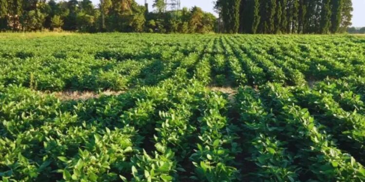 Dos nuevas variedades de soja: una apuesta por calidad y sostenibilidad