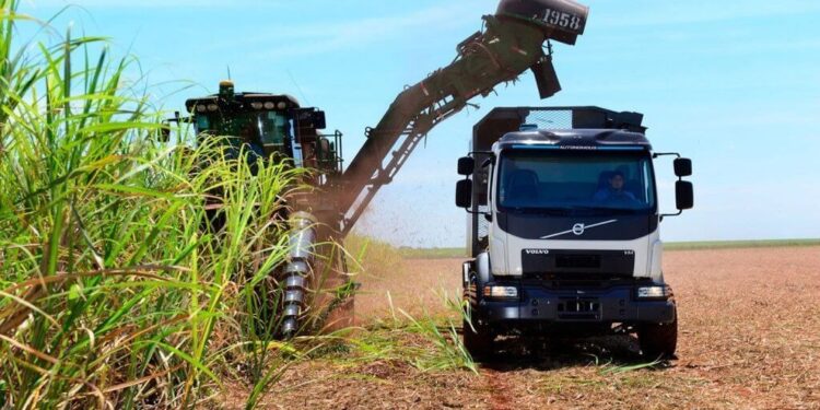 Las exportaciones de la caña de azúcar están dulces: crecieron casi 1000% en octubre