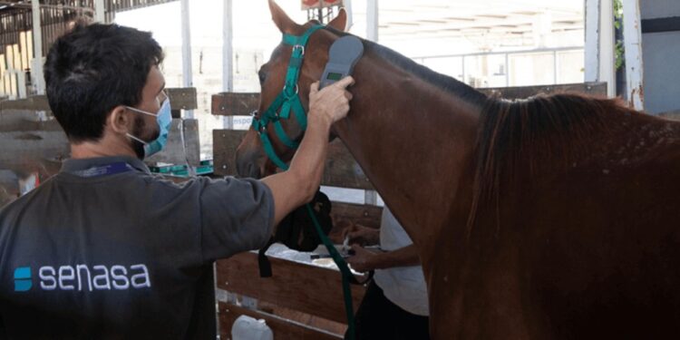 Omán y Namibia, dos nuevos mercados para los caballos argentinos