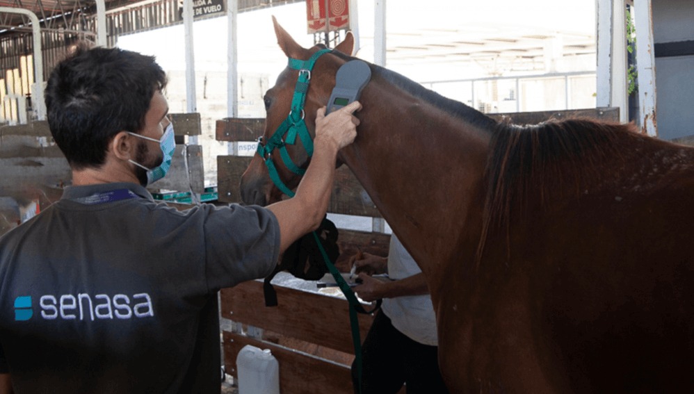 Omán y Namibia, dos nuevos mercados para los caballos argentinos
