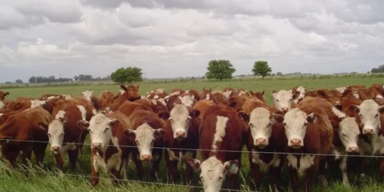 Vacuna marcadora del Herpesvirus: un hito internacional en salud bovina