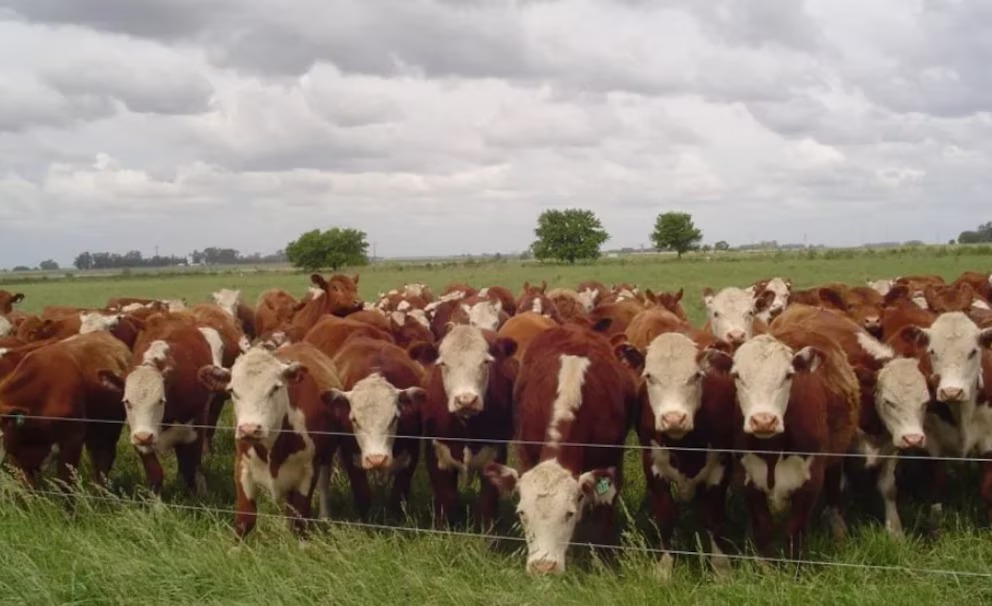 Vacuna marcadora del Herpesvirus: un hito internacional en salud bovina