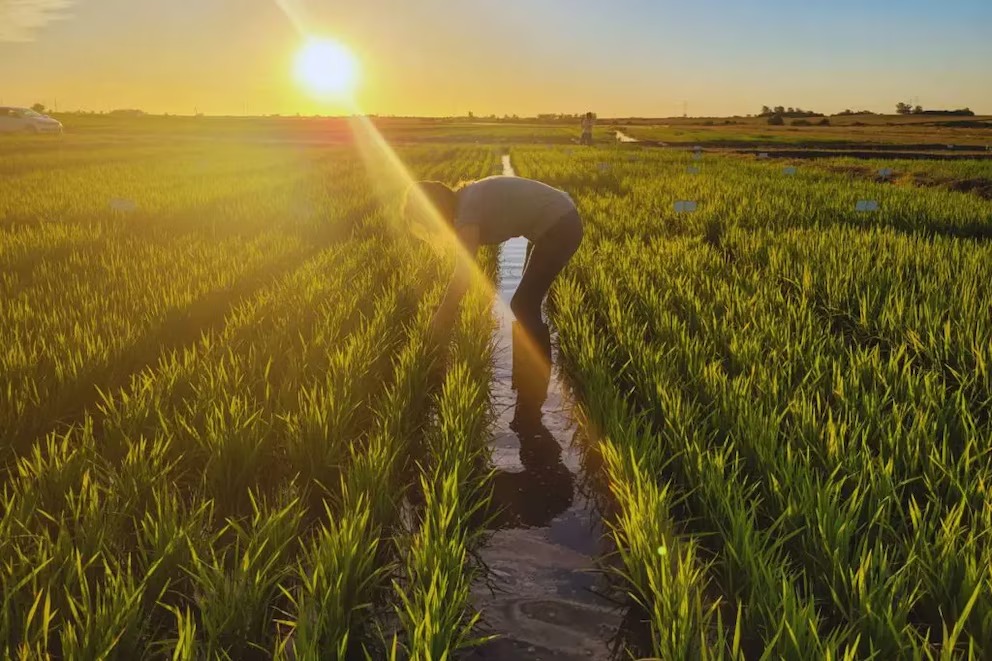 La producción mundial de arroz alcanzará un récord en 2024