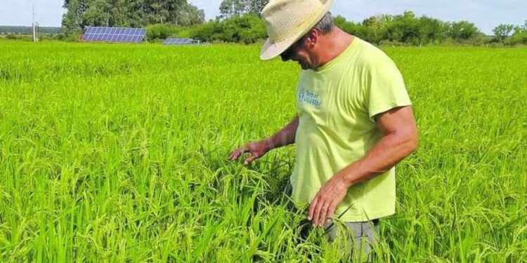 Santa Fe lanzó su Mesa Provincial del Arroz y presentó una nueva variedad