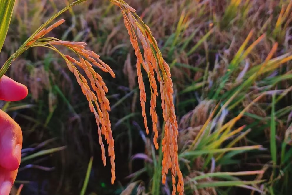 Un nuevo capítulo en la producción arrocera de Santa Fe