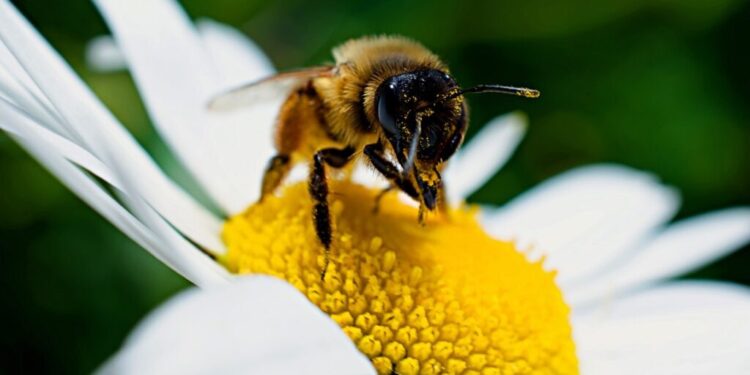 Las abejas y los cítricos: claves para potenciar la producción nacional