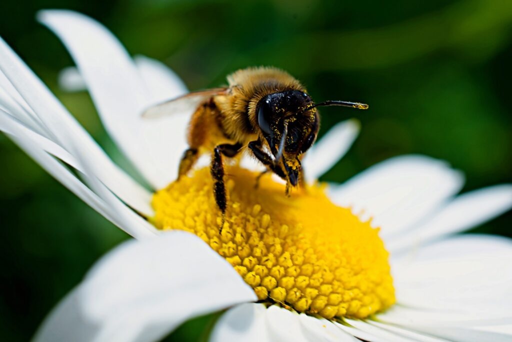 Las abejas y los cítricos: claves para potenciar la producción nacional