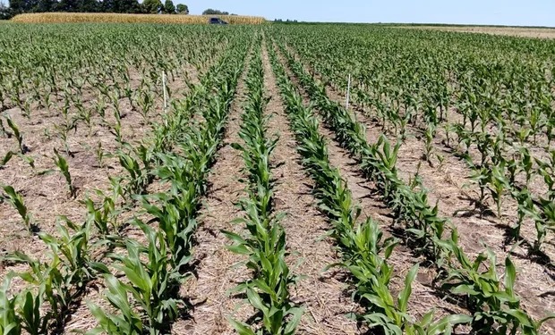 Los productores apuestan al maíz tardío y se reactiva la venta de semillas