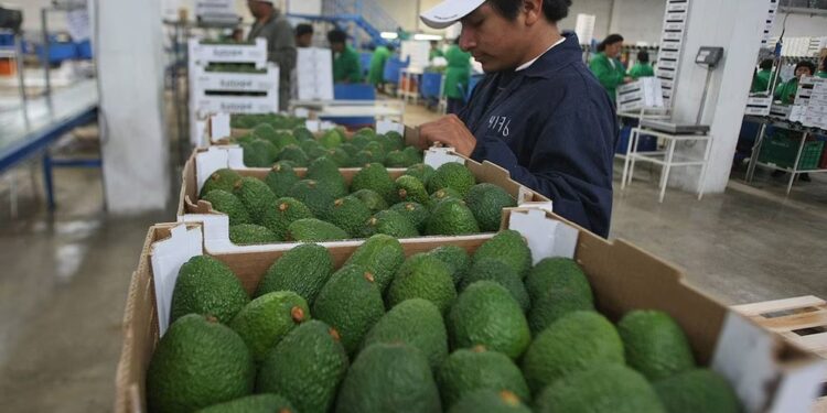 Palta Hass: hacia un mercado más transparente y seguro
