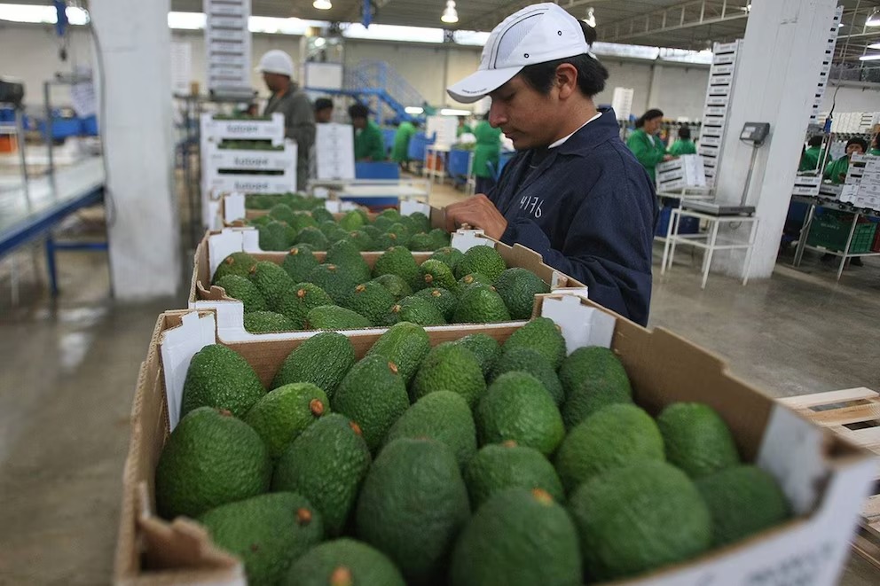Palta Hass: hacia un mercado más transparente y seguro