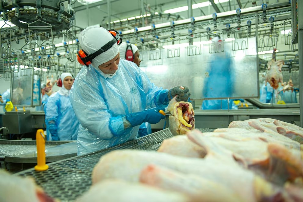 Crecieron 20% las exportaciones avícolas