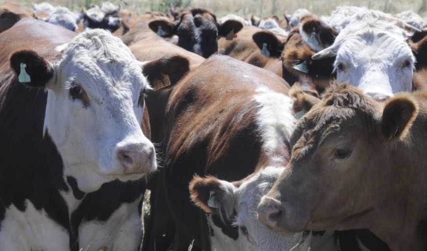 Paros en Uruguay generan inconvenientes a los ganaderos