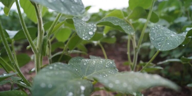 Soja: las condiciones climáticas trajeron beneficios, pero también desafíos a los productores