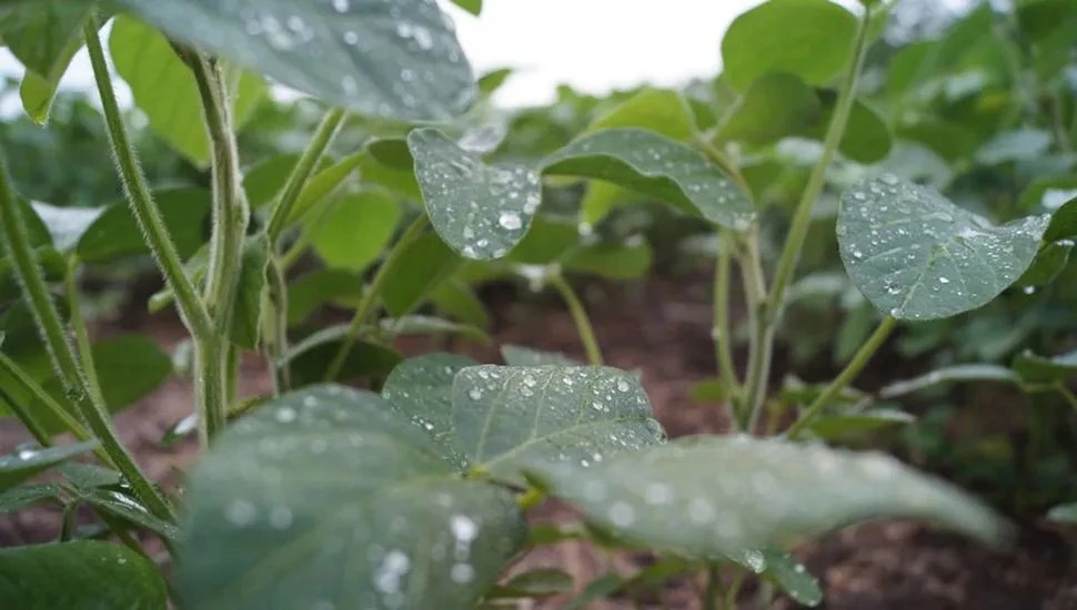 Soja: las condiciones climáticas trajeron beneficios, pero también desafíos a los productores