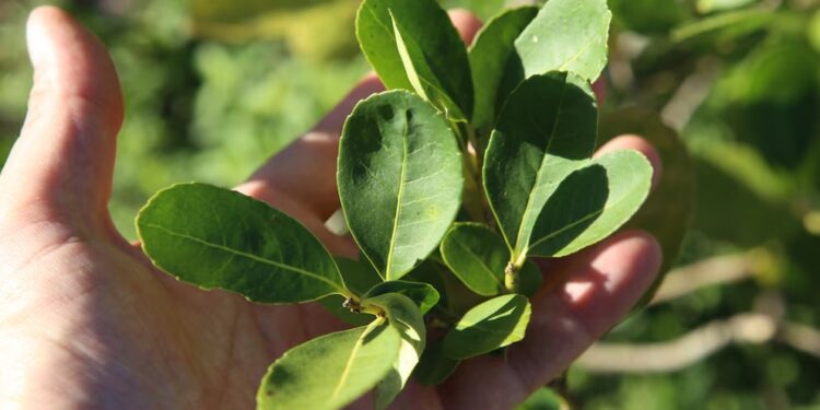 Un salto en la productividad: la yerba mate del futuro ya está en desarrollo
