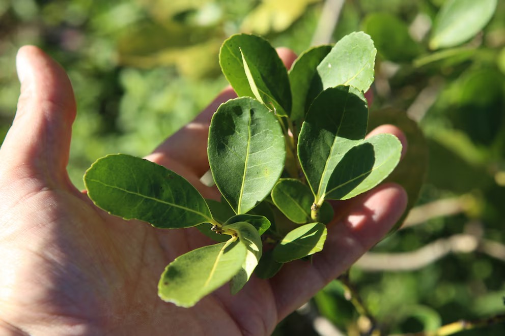Un salto en la productividad: la yerba mate del futuro ya está en desarrollo