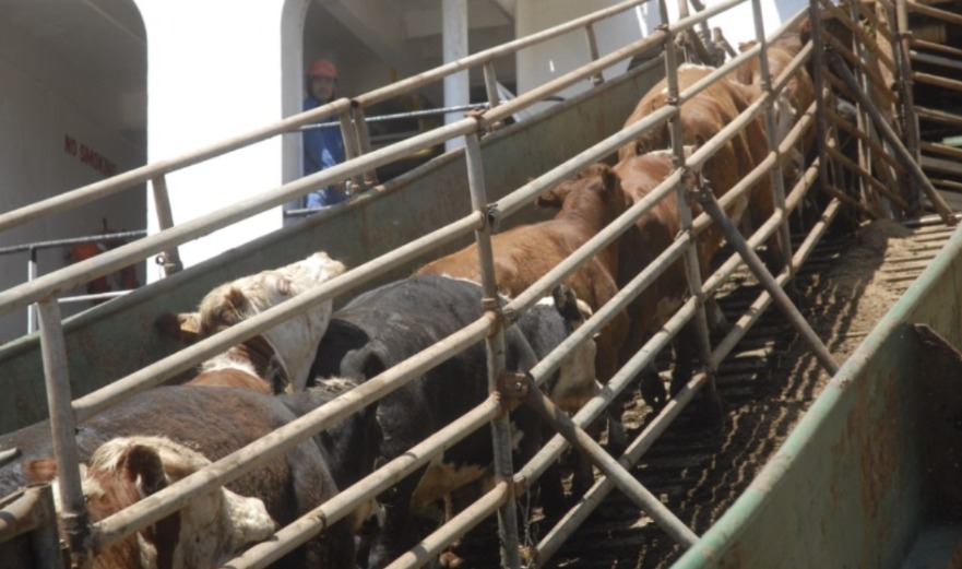 Turquía habilitó importación de 500 mil cabezas de ganado desde Uruguay para 2025