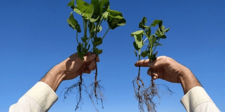 Los biológicos siguen el camino de expansión en Argentina: ya los usa el 27,7% de los productores