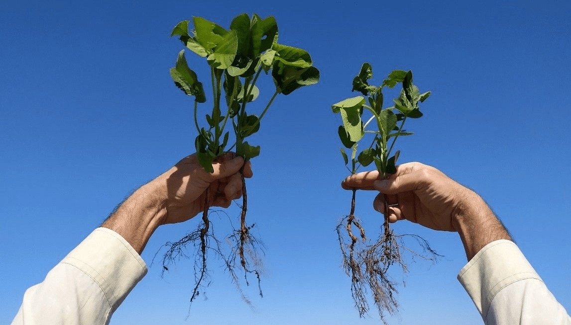 Los biológicos siguen el camino de expansión en Argentina: ya los usa el 27,7% de los productores