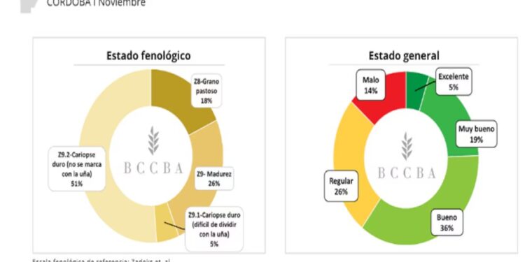 En Córdoba, se proyectan rendimientos dispares del trigo