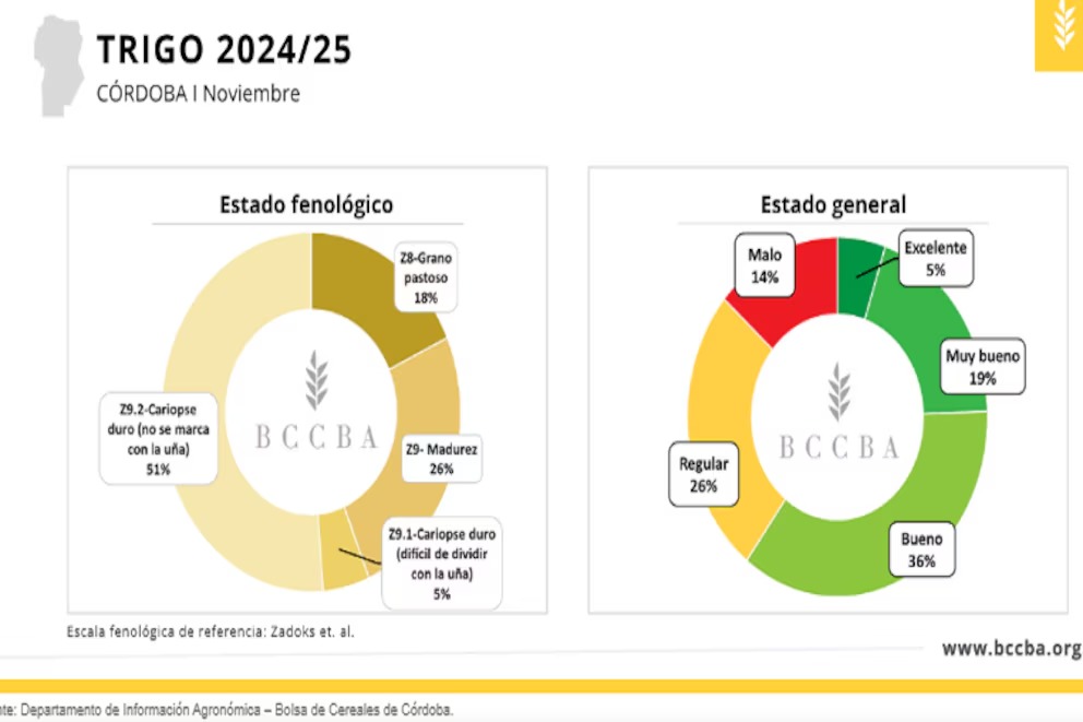En Córdoba, se proyectan rendimientos dispares del trigo