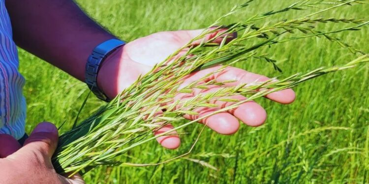 El raigrás forrajero tiene una nueva variedad “rápida” para anticipar el pastoreo