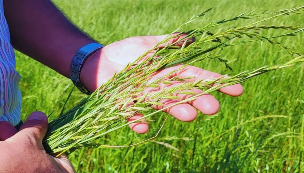 El raigrás forrajero tiene una nueva variedad “rápida” para anticipar el pastoreo
