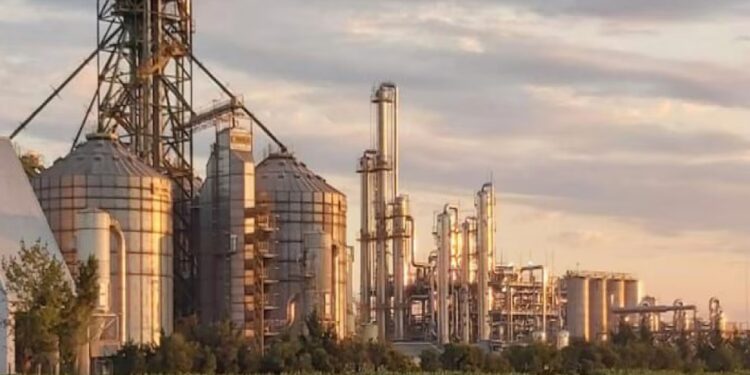 Aprobaron una nueva levadura para mejorar la producción de bioetanol