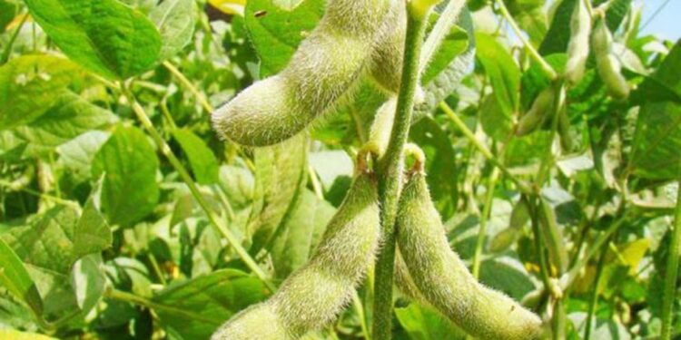 En Paraguay, la soja comienza el período crítico y las lluvias no llegan