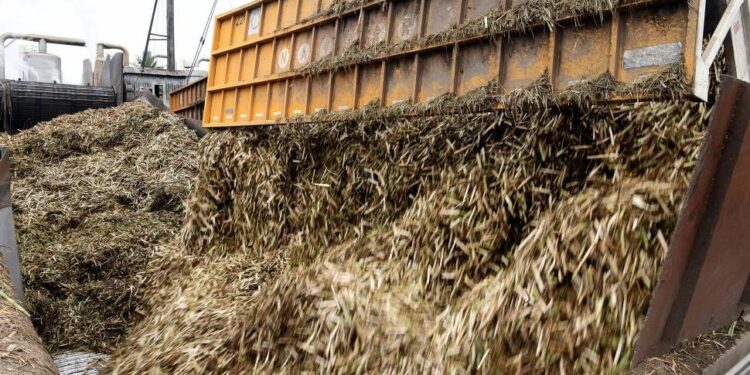 Zafra: en 12 años, la producción no creció al ritmo de toneladas molidas