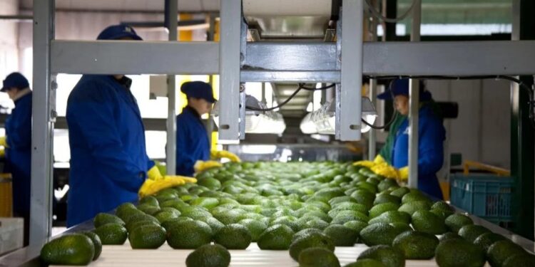 “El mundo frutícola ya no puede imaginarse sin la palta”