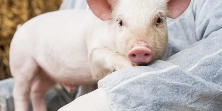 Autorizaron nuevas vacunas biotecnológicas para proteger la sanidad porcina y aviar