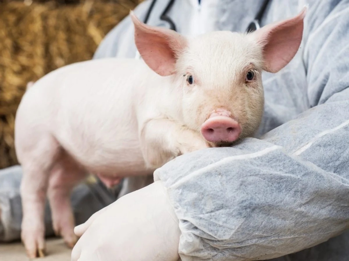Autorizaron nuevas vacunas biotecnológicas para proteger la sanidad porcina y aviar