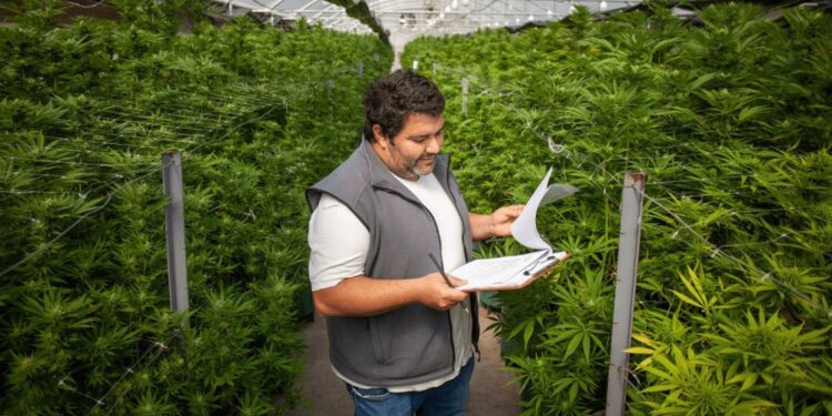 Resolución oficial: los trabajadores rurales del cáñamo y el cannabis se incorporan al Renatre