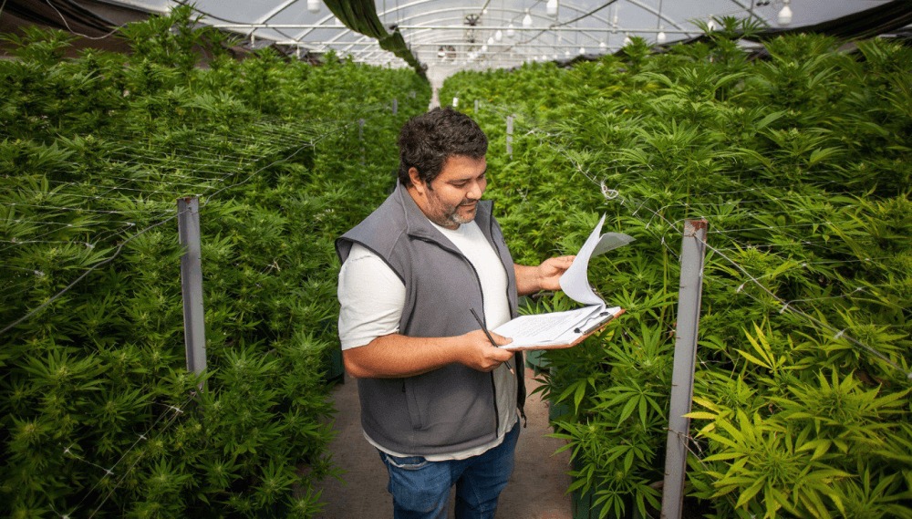 Resolución oficial: los trabajadores rurales del cáñamo y el cannabis se incorporan al Renatre