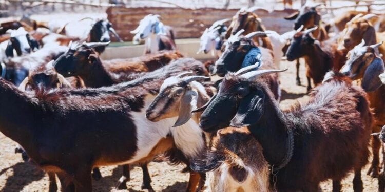El feedlot no es solo para bovinos: en La Rioja, las cabras suman hasta 7 kilos más dentro de un corral