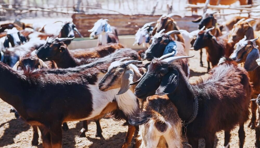 El feedlot no es solo para bovinos: en La Rioja, las cabras suman hasta 7 kilos más dentro de un corral