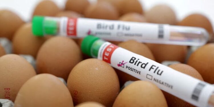 Aumentan los casos de gripe aviar en la región: recomendaciones para prevenirla