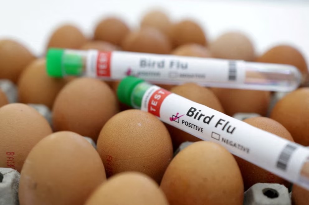 Aumentan los casos de gripe aviar en la región: recomendaciones para prevenirla