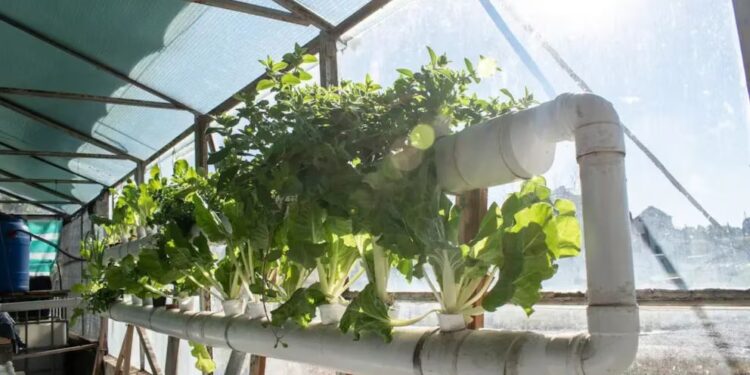 Acuaponía: una solución sostenible que une peces y vegetales