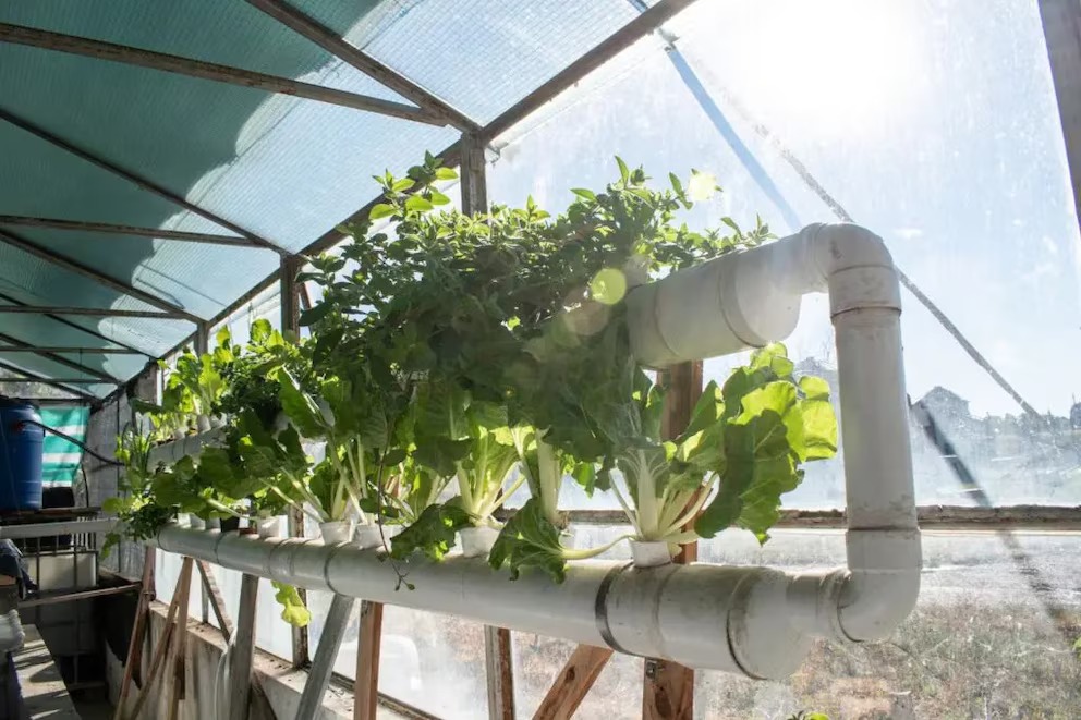 Acuaponía: una solución sostenible que une peces y vegetales