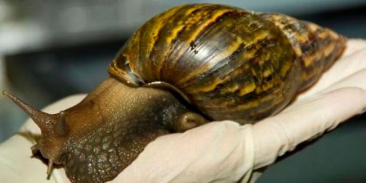 Alerta por la presencia del caracol gigante africano en Misiones