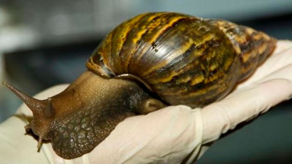 Alerta por la presencia del caracol gigante africano en Misiones