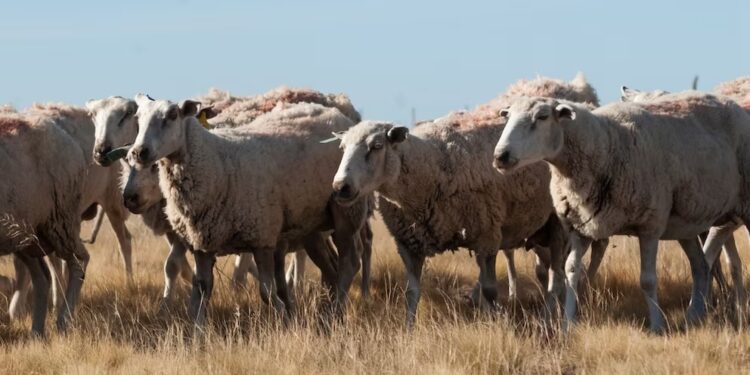 Argentina sumó a Marruecos como importador de carnes ovinas y caprinas